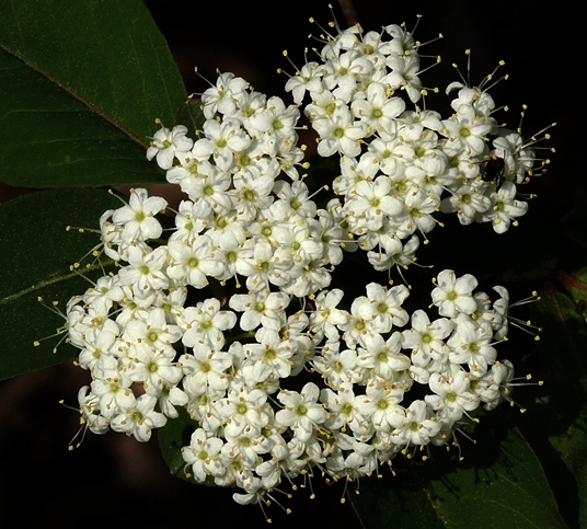 {Viburnum prunifolium}